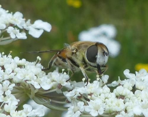 Eristalis arbustorum